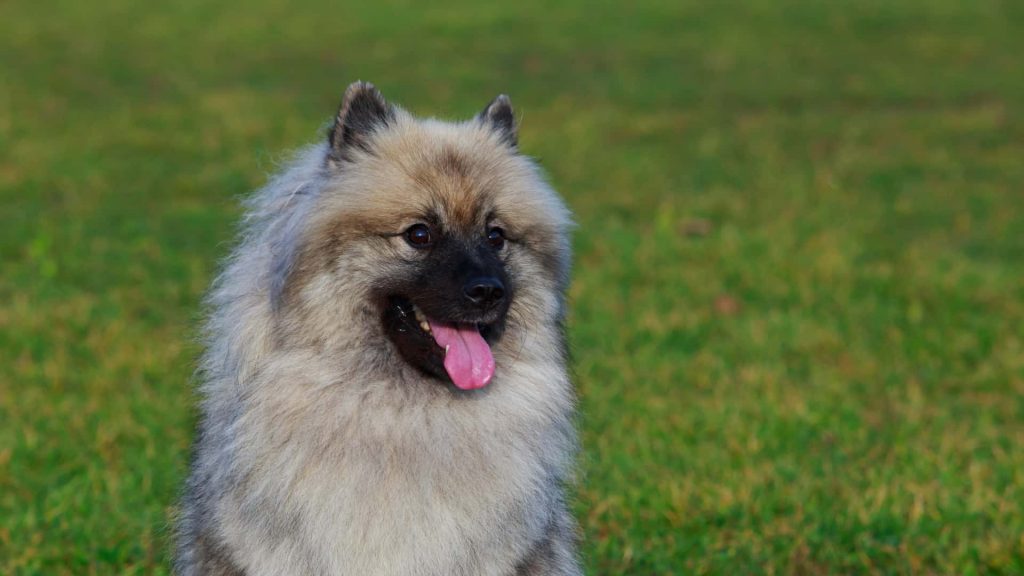 Keeshond קייסהאונד