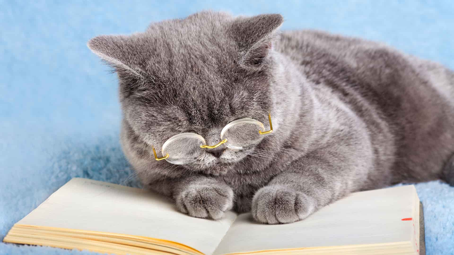חתולים חכמים