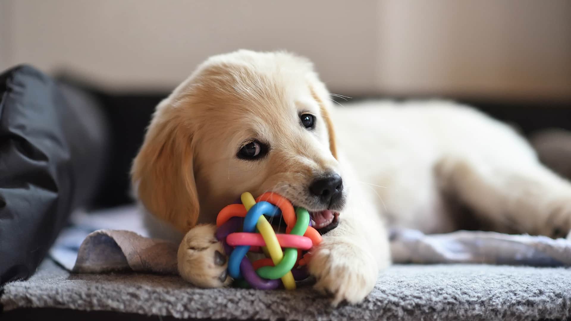 גלו איך צעצועים נכונים לכלב שלכם יהפכו את חייו למעניינים יותר