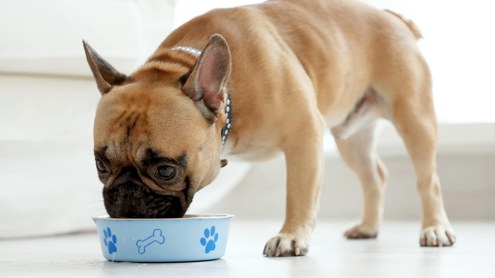 השקעה משתלמת: מזון Monge לכלבים יבטיח לך כלב בריא ומאושר